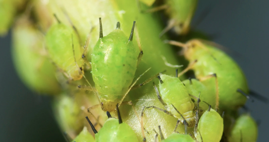 Natural Pest Control for May: What to Watch For & How to Fight Back