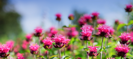 What to do in the garden in June