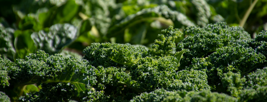 Maximizing May: Your Complete Guide to Gardening Tasks | Garden Care UK