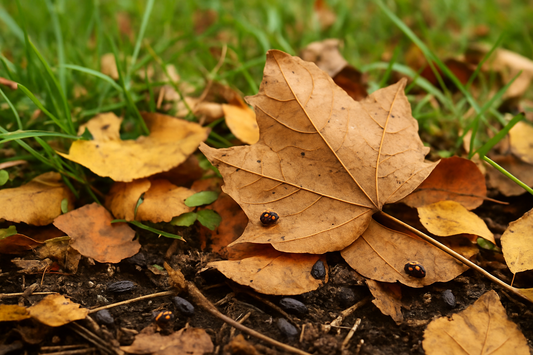 Why Preventing Overwintering Garden Pests in Autumn Matters