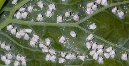 Top Garden Pests and Natural Solutions for a Healthier Garden