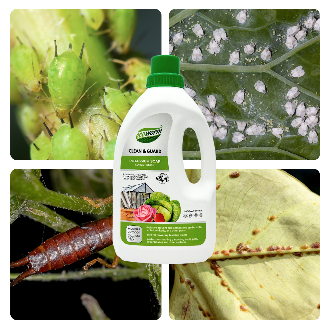 Ecoworm Potassium Soap Concentrate - Organic Horticultural Soap & Natural Bug Spray for Plants 1 L