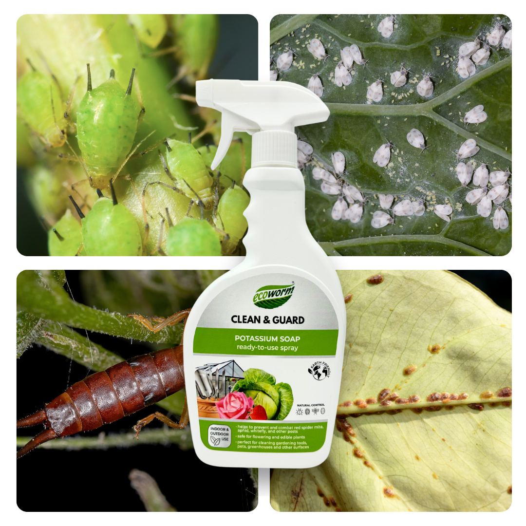 Ecoworm Potassium Soap - Natural Horticultural Soap & Bug Spray – Ready-to-Use 0.5L