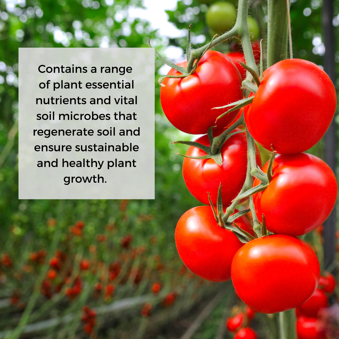 Ecoworm Sapropel Extract for All Plants - Organic Liquid Fertiliser & Soil Regenerator – Microbe-Rich Natural Feed (1 L makes 200 L)