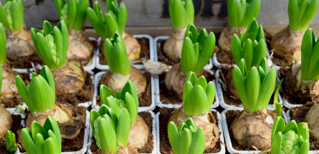 Unlocking the Beauty of Spring Bulbs: Essential Tips for Care and Planting