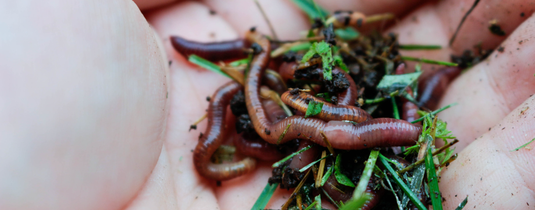 Does Ecoworm Soil Extract contain earthworms?