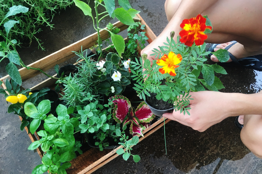 Maximizing Small Garden Spaces: Tips for Urban Gardeners