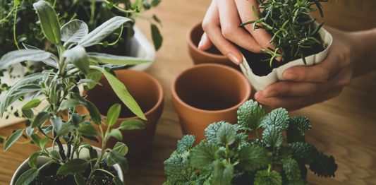 Indoor Gardening Projects for Spring: Bringing the Outdoors Inside