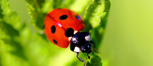 Organic Pest Control: Keeping Your Garden Healthy in July