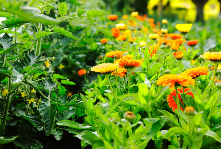 The Art of Companion Planting: Maximising Space and Yield in Your Spring Garden