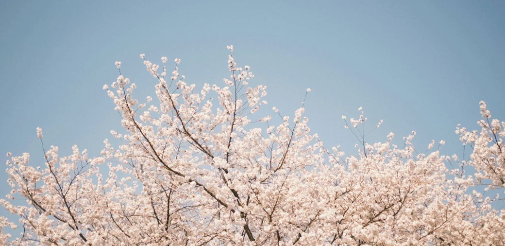 When Should You Start Fertilising in Spring? (UK Guide)