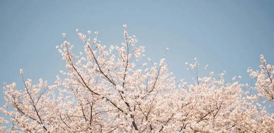 When Should You Start Fertilising in Spring? (UK Guide)